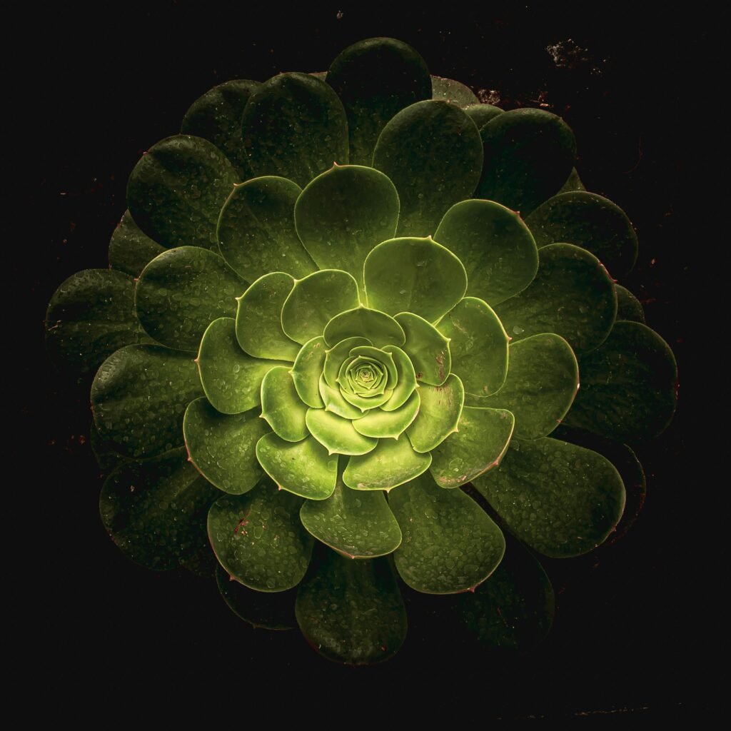 Top view of tree houseleeks bud with bright luminous center of plant with dense leaves against black background